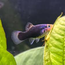 Platy Black