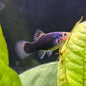 Platy Black