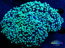 Frogspawn Corals (Fimbriaphyllia sp.)