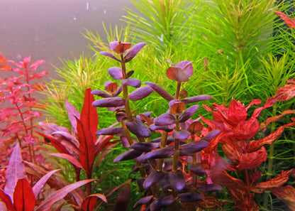 Bacopa salzmanni (Purple Bacopa) "Rare"