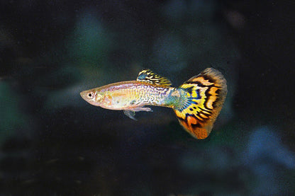 Guppy Cobra/Mosaic Male - Various