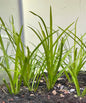 Sagittaria subulata (Dwarf Sagittaria)