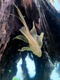 Pleco - Albino Bristlenose (Ancistrus sp.) Long fin