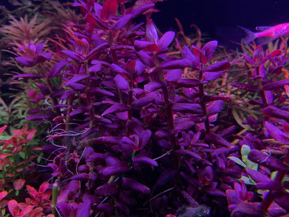 Bacopa salzmanni (Purple Bacopa) "Rare"