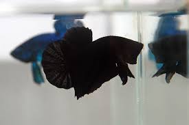 Betta PKHM Black Male