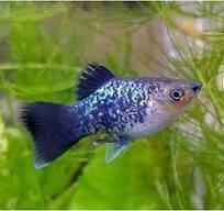 Platy Black Spotted