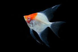 Angelfish Ghost Red Head