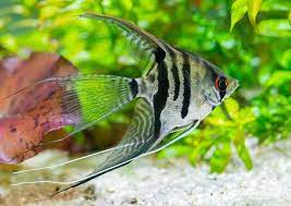 Angelfish Veiltail Assorted