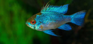 Ram - Neon/Electric Blue - Various (Mikrogeophagus ramirezi)