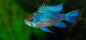 Ram - Neon/Electric Blue - Various (Mikrogeophagus ramirezi)