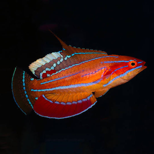 Mccoskers Flasher Wrasse