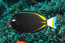 Tang Powder Black (Acanthurus nigricans)