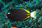 Tang Powder Black (Acanthurus nigricans)