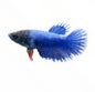 Betta Female Assorted