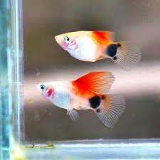 Platy HiFin Red and White Mickey Mouse