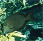 Tang Blue Lined (Acanthurus nigroris)