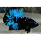 Betta PKHM Avatar Gordon Male