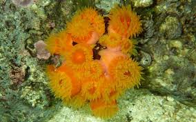 Dendrophyillia - Sun Coral