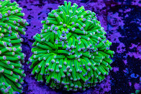 Torch Corals (Euphyllia sp.)