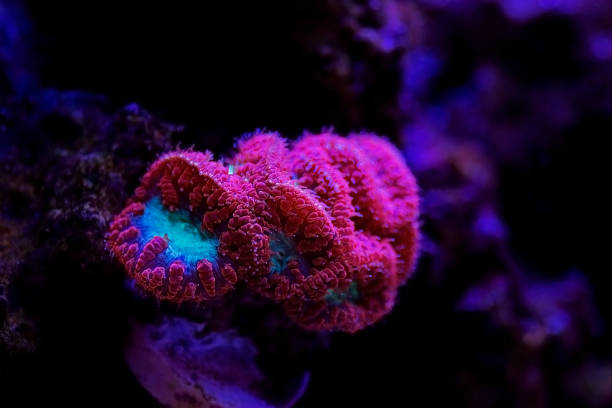 Aquacultured Coral Frags