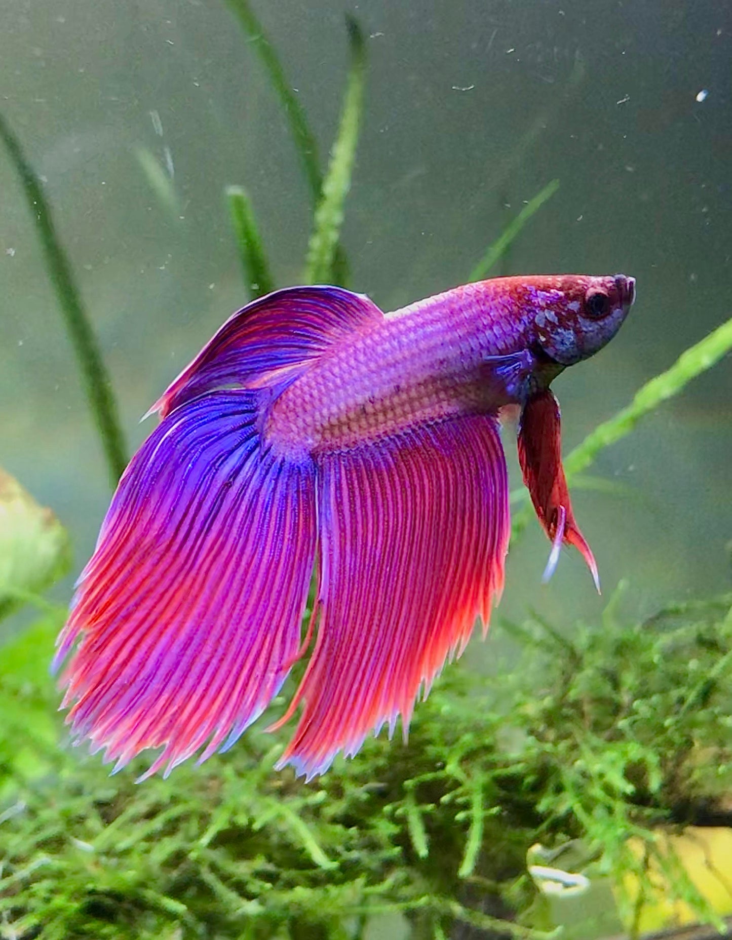 Betta Veiltail Male