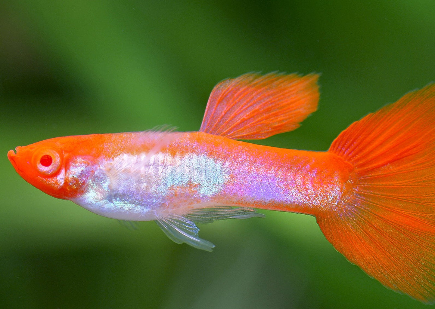 Guppy Kohaku Koi Male