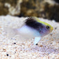 Damselfish - Rollands