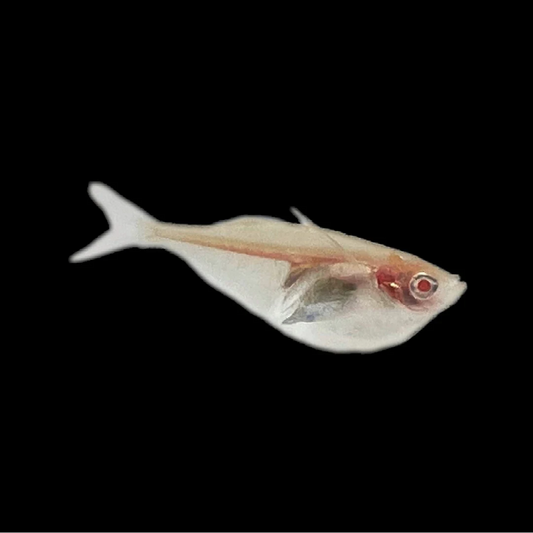 Hatchetfish - Albino (Gasteropelecus Sternicla)