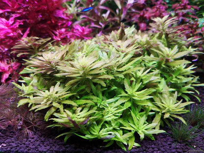 Limnophila aromatica - Kalmantan 'Mini'