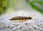 Loach - Dwarf Chain (Ambastaia sidthimunki)