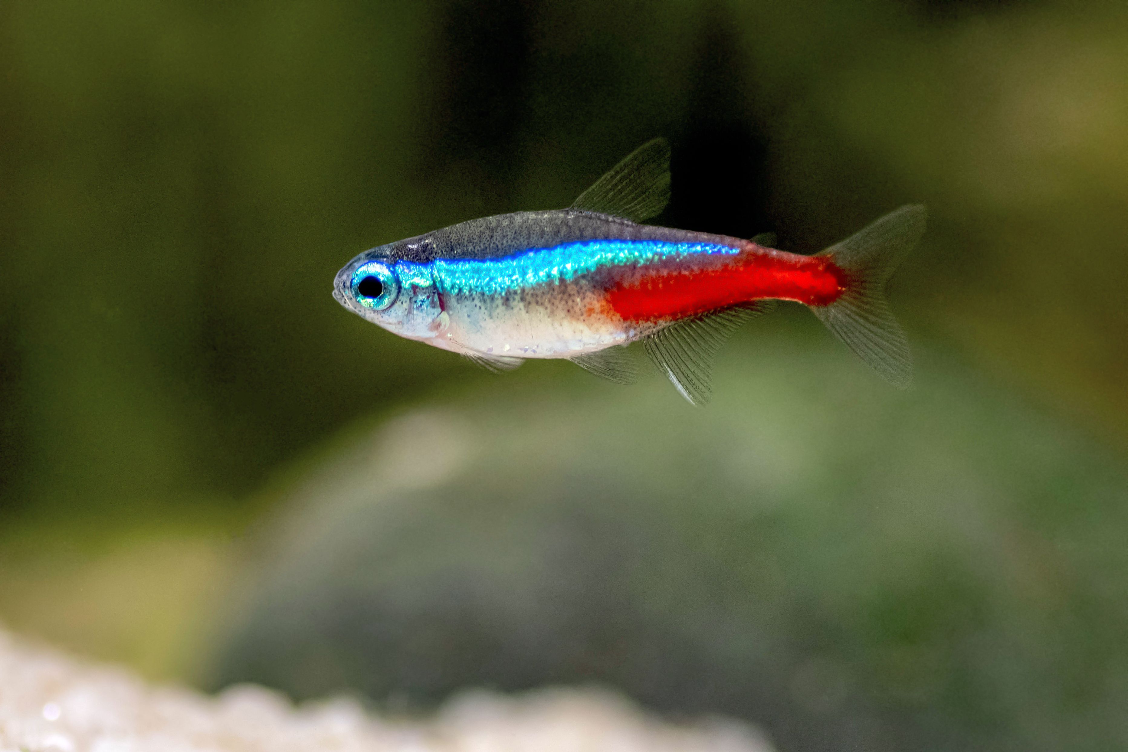 Cardinal tetra care best sale