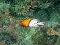 Hogfish - Lyretail "Rare"