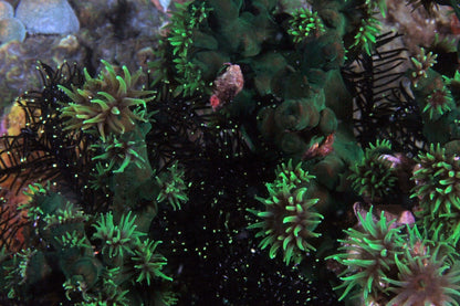 Dendrophyillia - Sun Coral