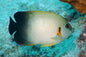 Angelfish Pearl Scale (Centropyge vrolikii)