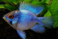 Ram - Neon/Electric Blue - Various (Mikrogeophagus ramirezi)