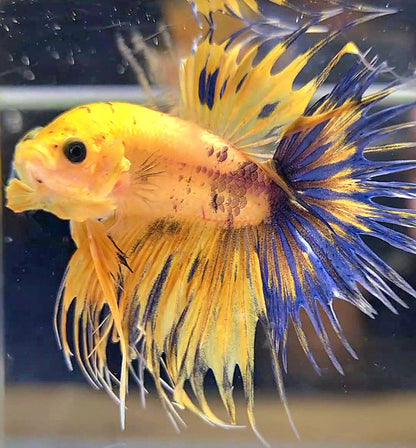 Betta Crowntail Male - Assorted