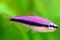 Tetra Blue Emporer (Kerri Tetra)