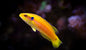 Hogfish - TwoSpot/Yellow Candy