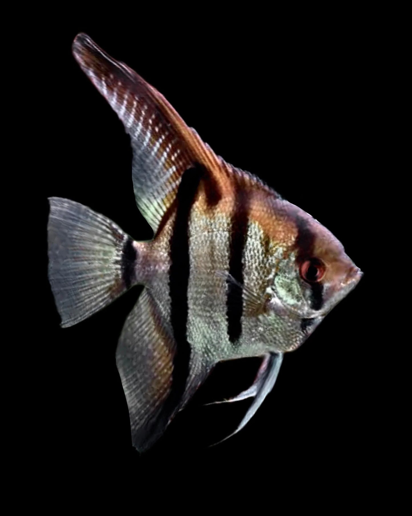 Angelfish Amapa Red Back