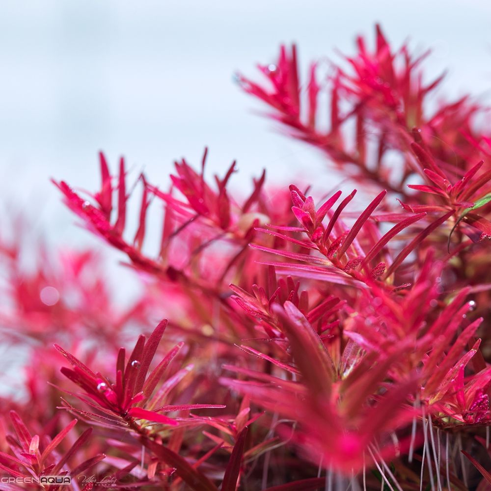 Rotala Vietnam H'ra