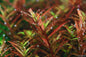 Rotala sp. 'Colorata'