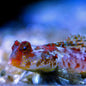 Dragonet - Scooter Marbled