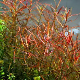 TC Ludwigia Arcuata