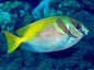 Rabbitfish - Two Bar (Siganus virgatus)