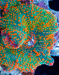 Mushroom Coral Morphs (Discosoma/Rhodactis/Ricordea sp.)