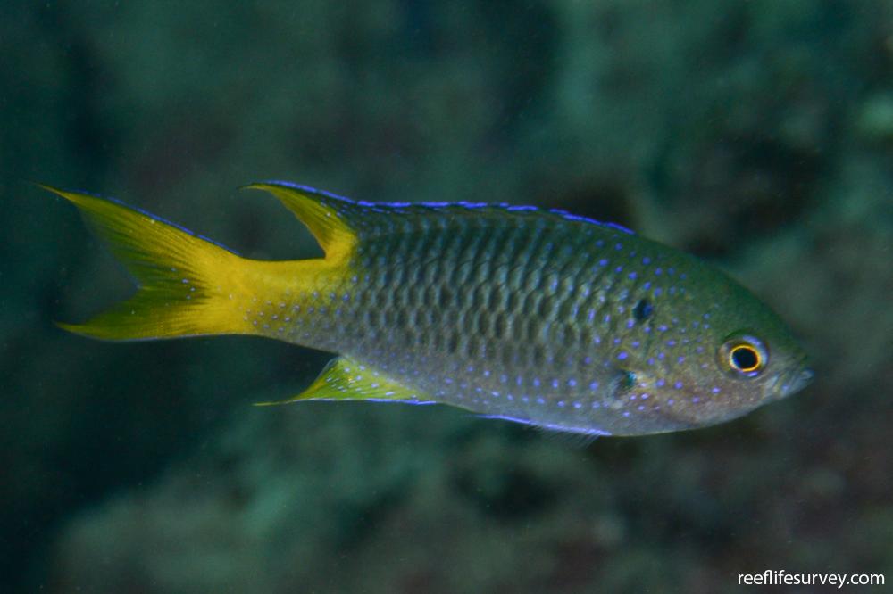 Yellow Tail Damselfish (Neopomacentrus Azysron)