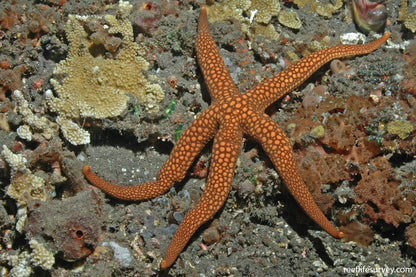 Sea Star / Starfish