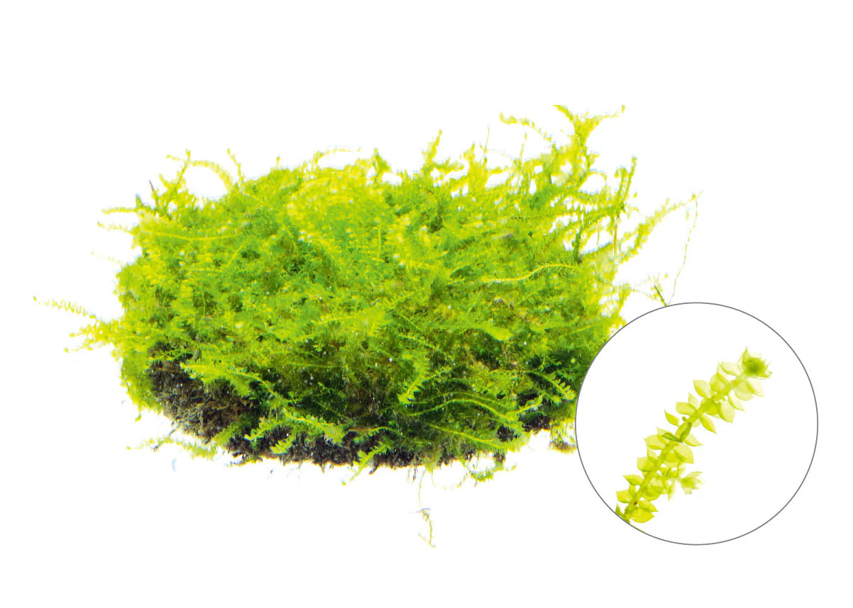 Moss - Spiky (Taxiphyllum barbieri)