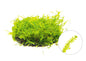 Moss - Spiky (Taxiphyllum barbieri)