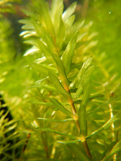 Native Hydrilla (Elodea/Guppy Grass Substitute)